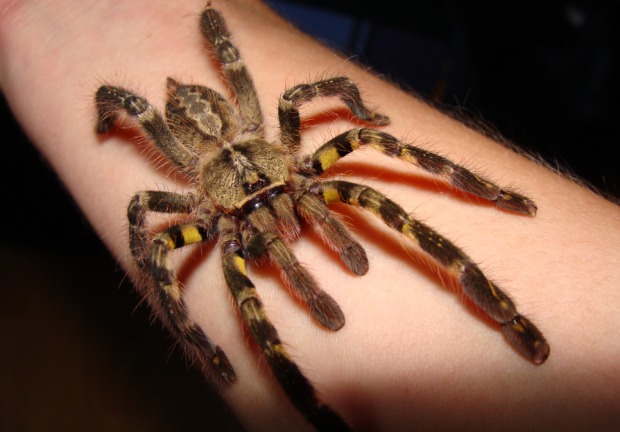 Poecilotheria ornata na ręce