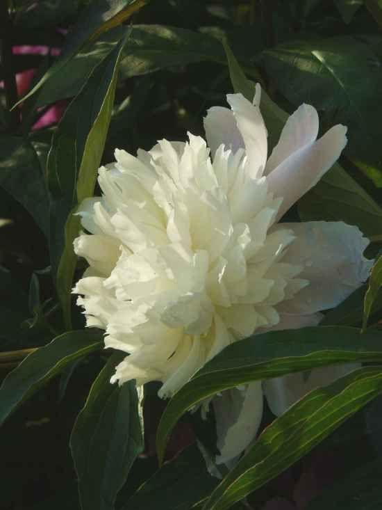 Peonia