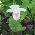 Cypripedium reginae
Obuwik