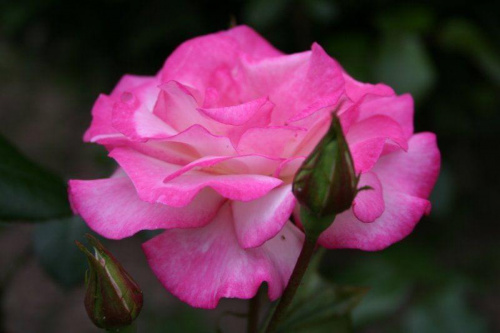różą różowa :) #róża