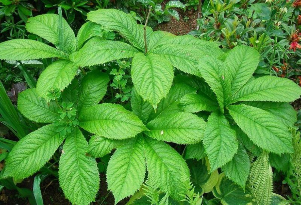 Rodgersia sambucifolia (Rodgersja bzolistna)