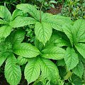 Rodgersia sambucifolia (Rodgersja bzolistna)