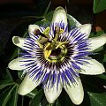 passiflora caerulea