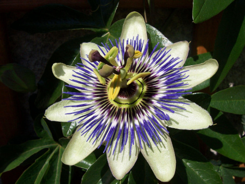 passiflora caerulea