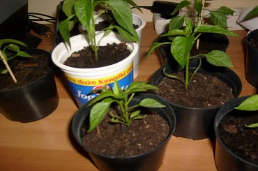 #papryczki #hodowla #chili #serrano #cayenne #habanero