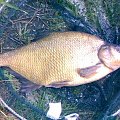 bream