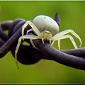 mój ulubiony pająk.. ;D #pająk #kwietnik #makro