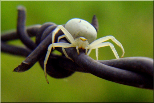 mój ulubiony pająk.. ;D #pająk #kwietnik #makro