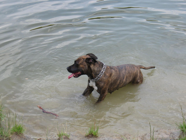 #Amstaff #pies