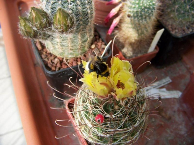 Hamatocactus setispinus