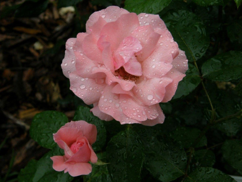 Róża "Queen Elizabeth"