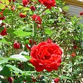 #róża #kwiat #piękno #natura