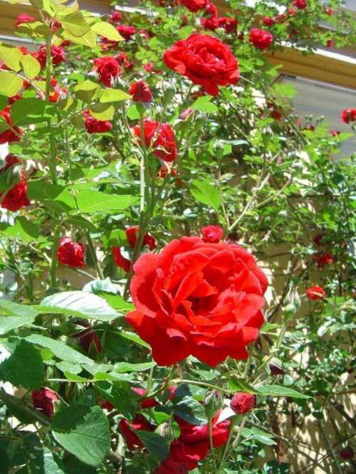 #róża #kwiat #piękno #natura