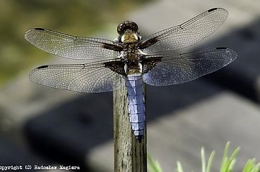 strojniś - samiec ważki płaskiej Libellula depressa #samiec #ważki #płaskiej #Libellula #depressa #ważka