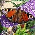 #motyl #motyle #butterfly #butterflies #buddleia #budleja #bush #RusałkaPawik #InachisIo