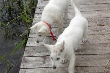 #BiałyOwczarekSzwajcarski #owczarek #owczarki #BiałeOwczarki #BiałyOwczarek #szczenięta #szczeniaczki