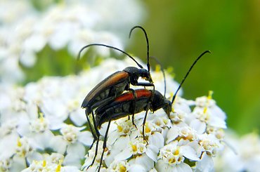 miłość w plenerze ;D #makro #owad #kózkowate #chrząszcz #lato