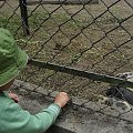 mini zoo