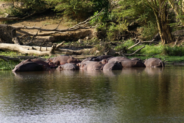 Mzima Springs i hipopotamy