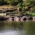 Mzima Springs i hipopotamy