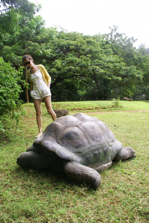 park Hallera - żółwie sprowadzone z Filipin