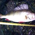 perch