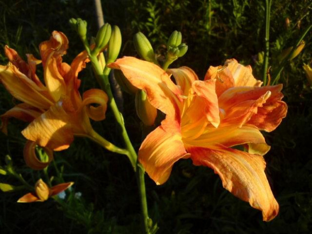 Hemerocallis fulva 'Kwanso' (Liliowiec rdzawy)