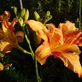 Hemerocallis fulva 'Kwanso' (Liliowiec rdzawy)