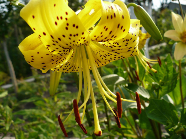 Liliowiec #kwiaty #rośliny #lilia #ogród