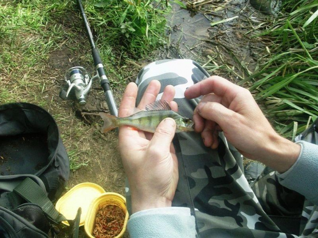 perch
