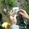 perch