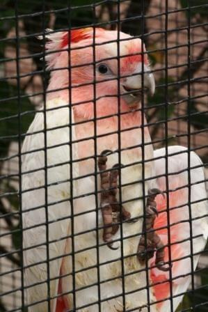 Papugi w Loro Parku. Kakadu ognistoczuba. Młodziak uczący się latać.