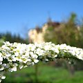 Białe kwiaty w ogrodzie #biały #kwiaty #lato #ogród #przyroda