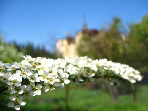 Białe kwiaty w ogrodzie #biały #kwiaty #lato #ogród #przyroda