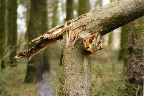 Złamane drzewo Las Bronisławki
styczeń 2007