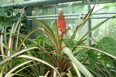 Ogród Botaniczny w Powsinie #OgródBotaniczny #Powsin #rośliny