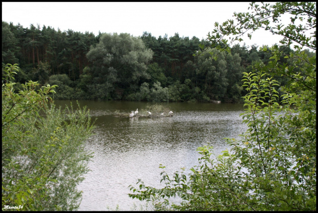 c.d. poznańskiego zoo