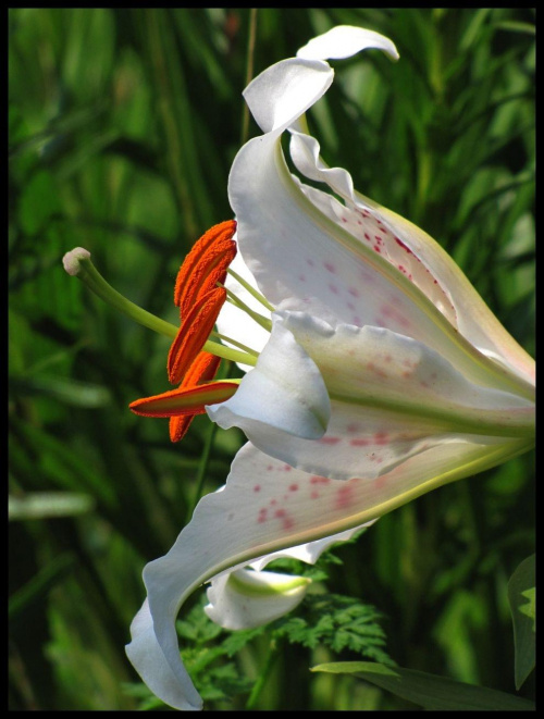lilie- perły ogrodu:)
