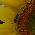#pszczoła #słonecznik #macro #makro
