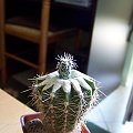 Coryphantha na Echinopsis 4 tygodnie