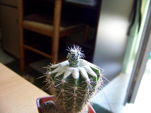 Coryphantha na Echinopsis 4 tygodnie