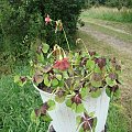 Oxalis iron cross