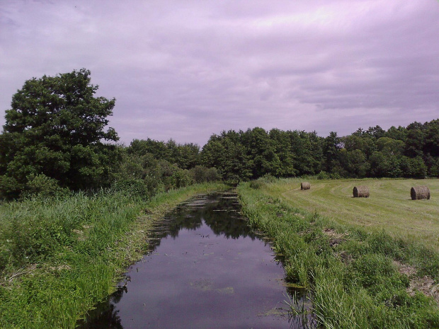 #kanał #łąka