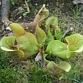 Sarracenia purpurea