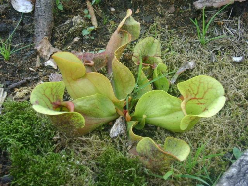 Sarracenia purpurea