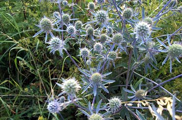 Kwiaty polne #kwiaty #polne #rośliny