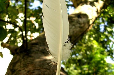 #makro #rośliny #zwierzęta #pióro