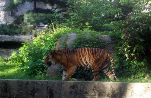 Tygrys #warszawa #zoo #zwierzęta