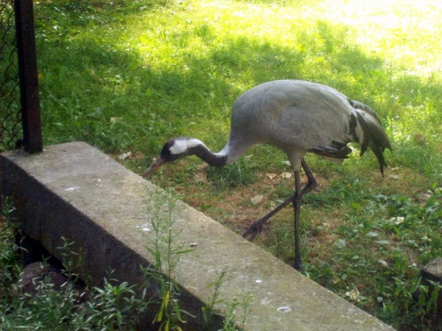 Żuraw #warszawa #zoo #zwierzęta