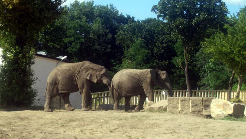 Słonie #warszawa #zoo #zwierzęta